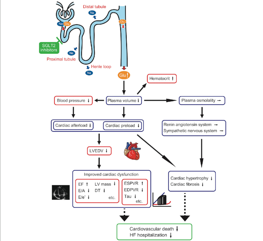 Effect-of-SGLT2-inhibitors-on-cardiac-function-and-cardiovascular-outcome-Osmotic.png