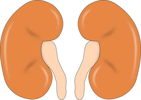 1639539652651375.jpg kidney-147499_960_720.jpg